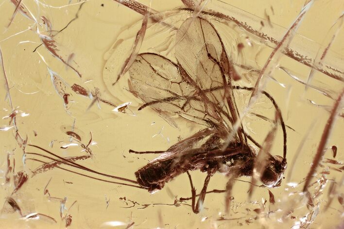 Detailed Fossil Parasitoid Wasp (Braconidae) in Baltic Amber #315322